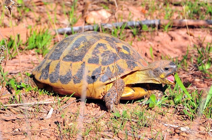 CRARC (Centro de Recuperación de Anfibios y Reptiles de Cataluña) - ()