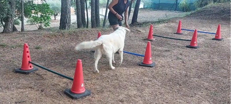 Hotel Canino de bajo estres La Pobla Residencia canina - ()