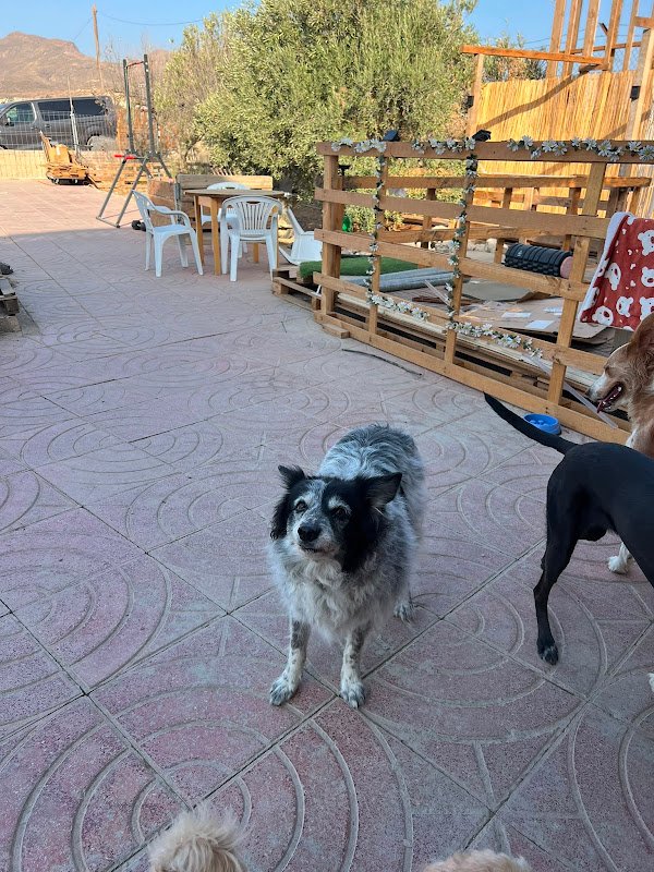 La fogata de firulais | Cuidadora canina - ()